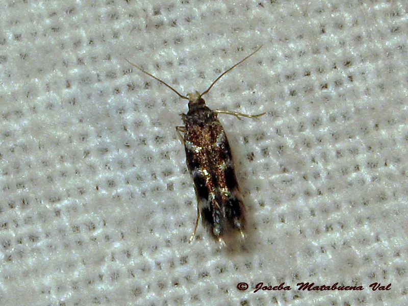 Eteobalea cfr. alypella - Cosmopterigidae ?